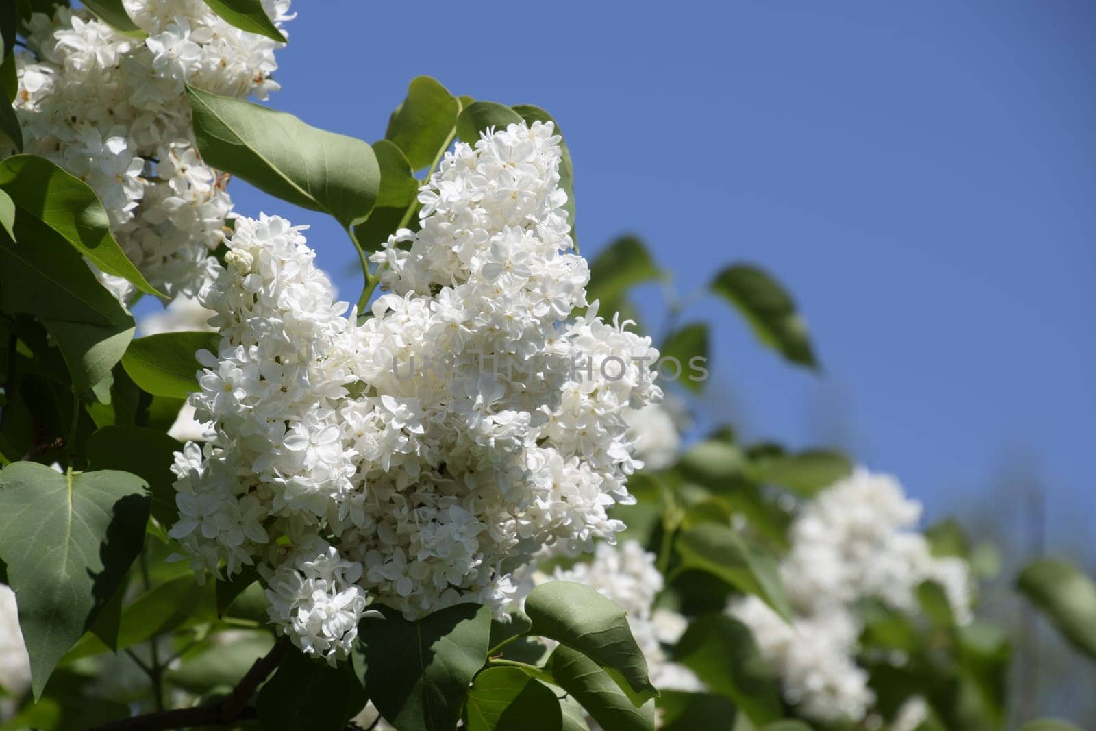White Lilac. Beautiful purple lilac flowers outdoors. Lilac flowers on the branches