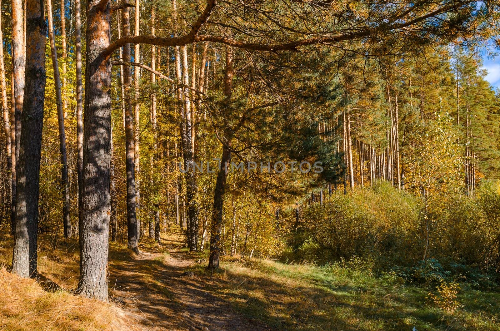 Golden autumn in the month of October in a beautiful forest