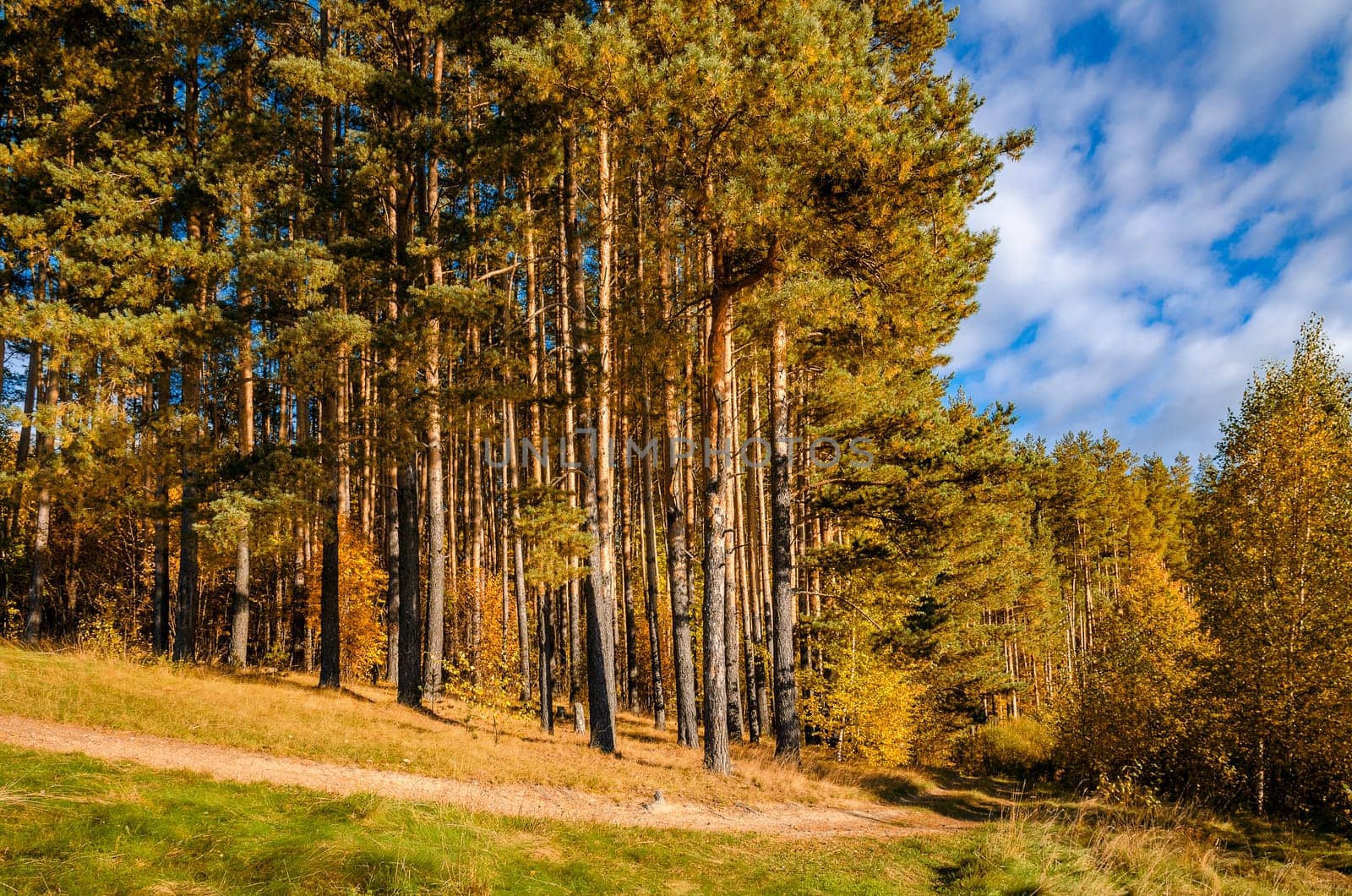 Golden autumn in the month of October in a beautiful forest