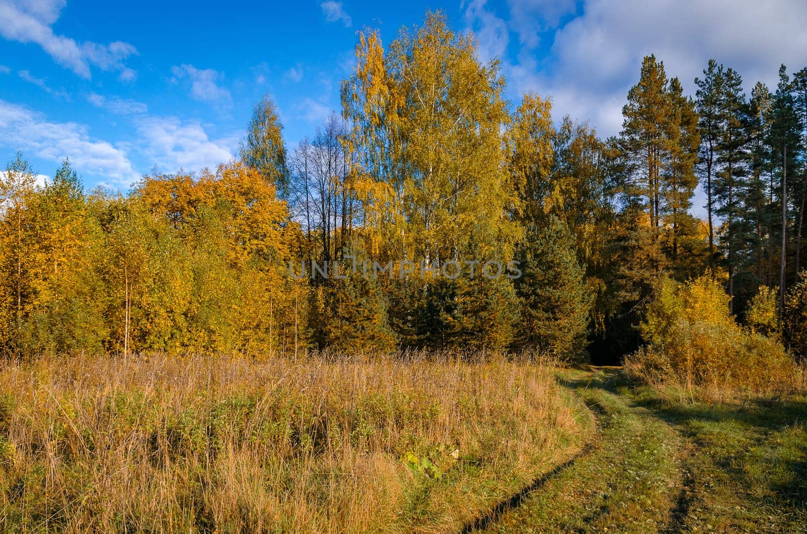 Golden autumn in the month of October in a beautiful forest