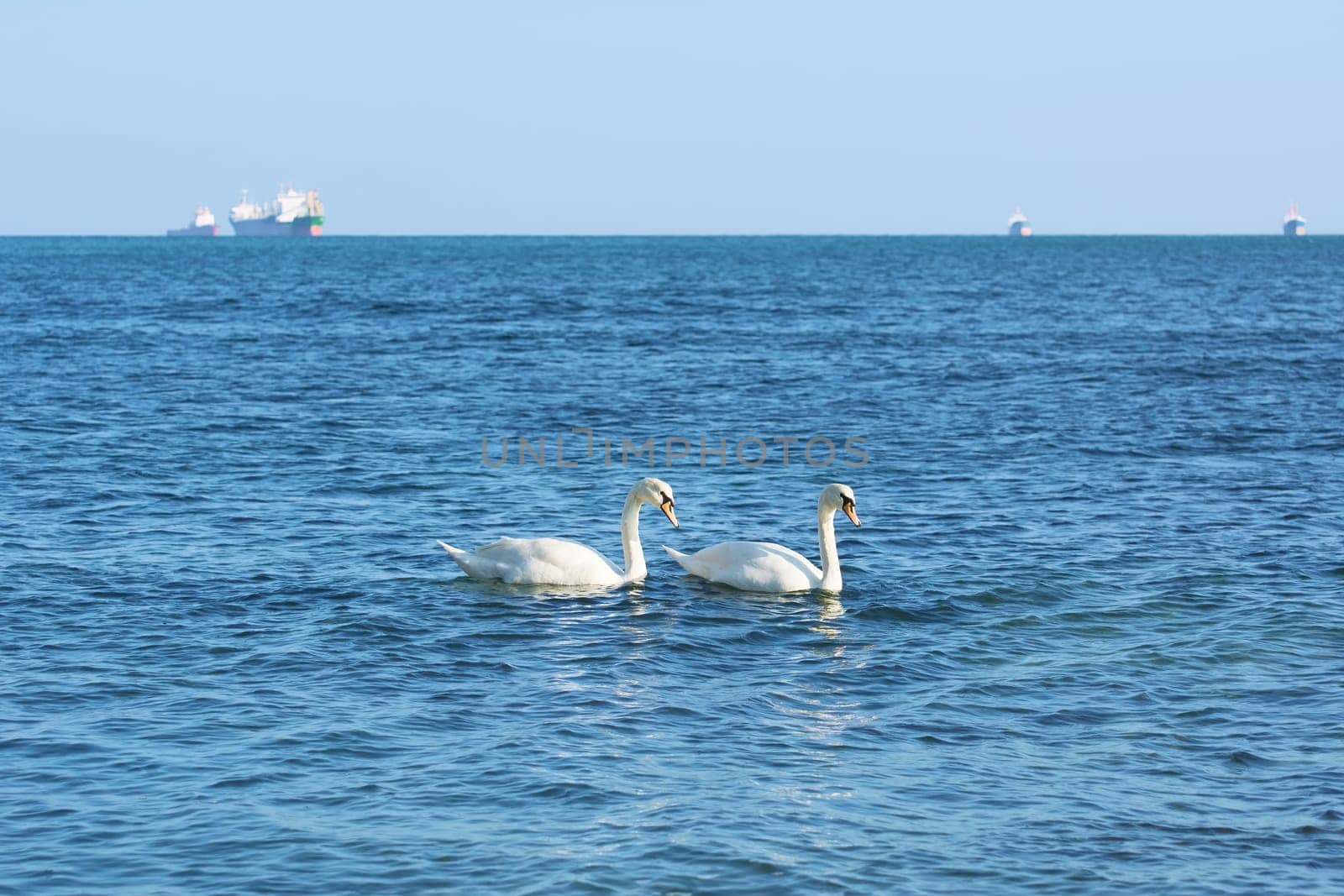 White Swans in front of the Ships in the Black Sea