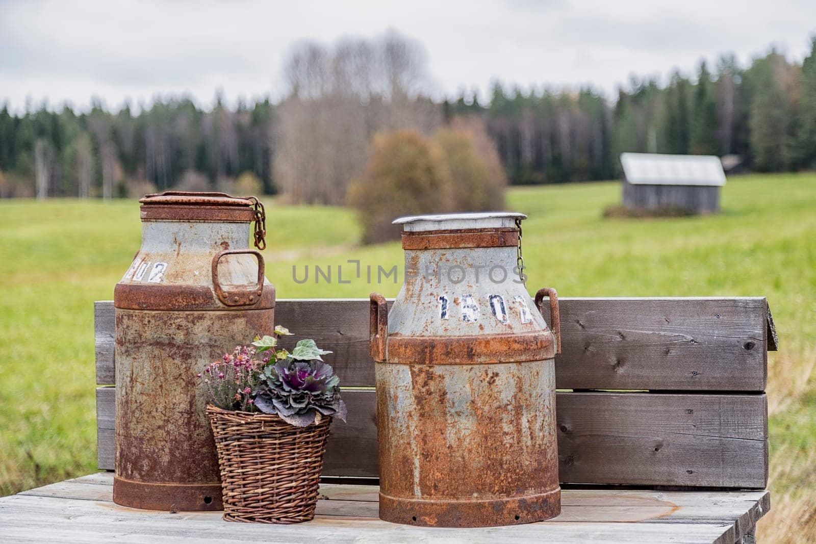 Old Milk Cans with barn in the background.