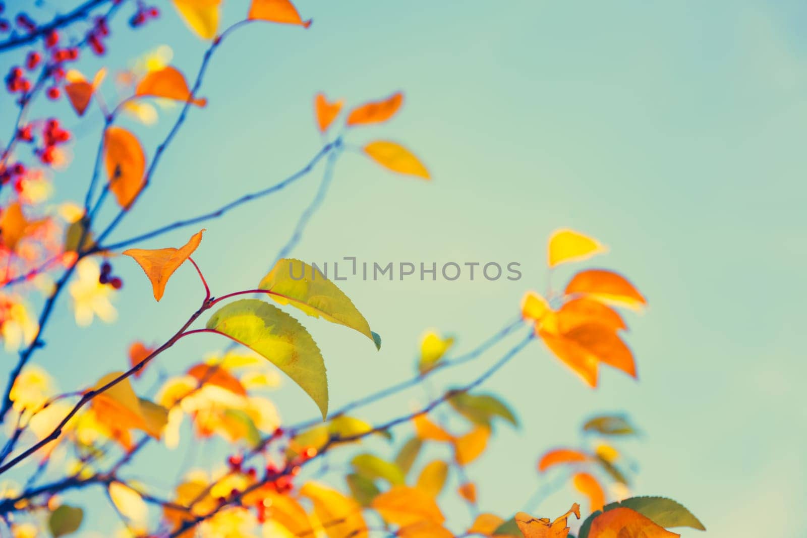 Colorful fall tree leafs against sky, vintage background