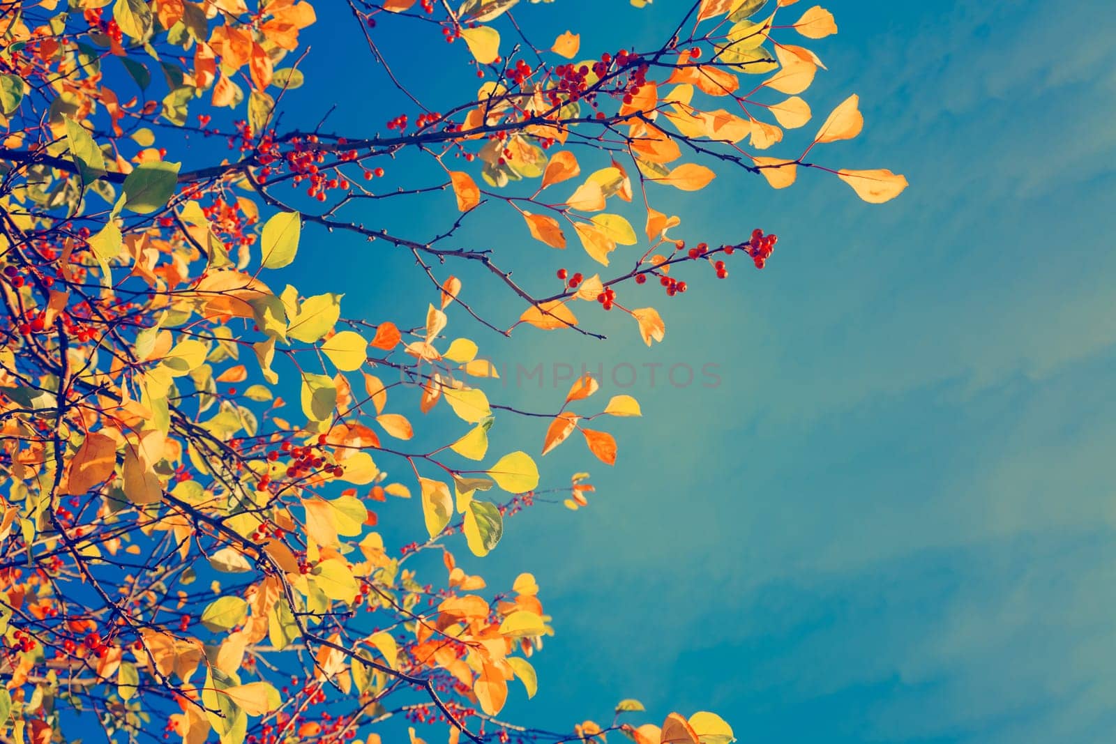 Colorful fall tree leafs against sky, vintage background