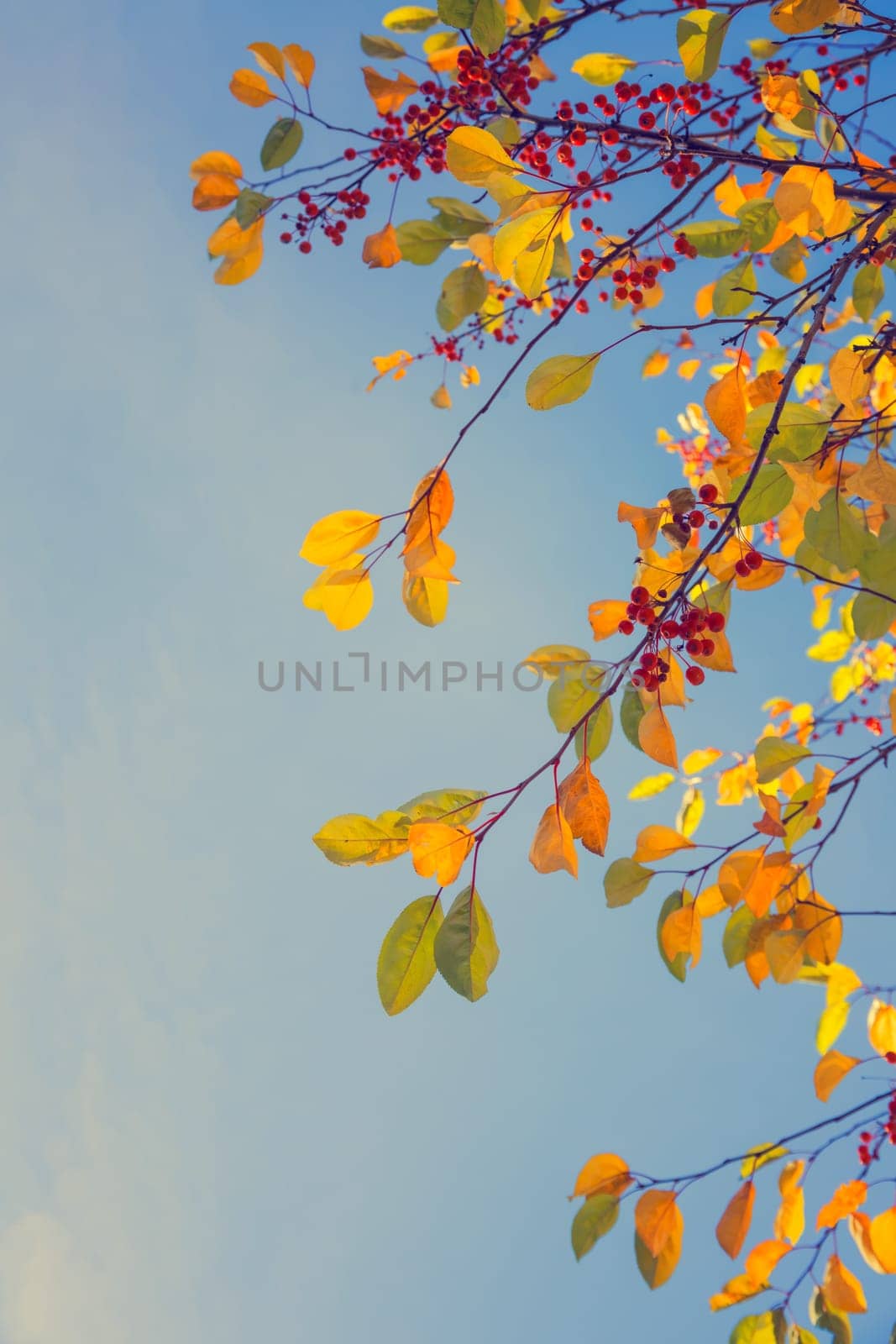 Colorful fall tree leafs against sky, vintage background