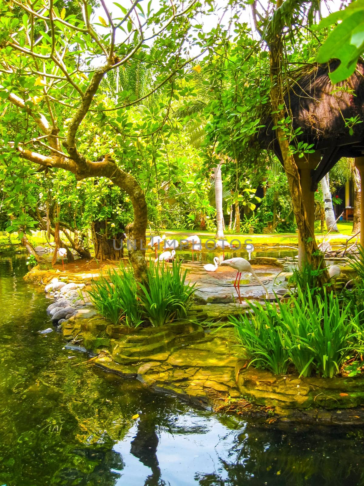 The Bird park at Bali island at Indonesia. white flamingo
