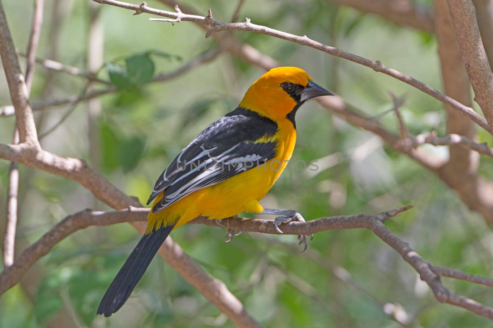 Altamira Oriole in the Laguna Atascosa Wildlife Refuge in Texas