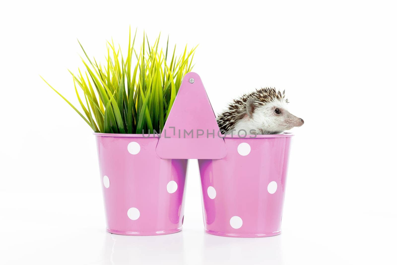 Cute hedgehog inside a vase isolated in white