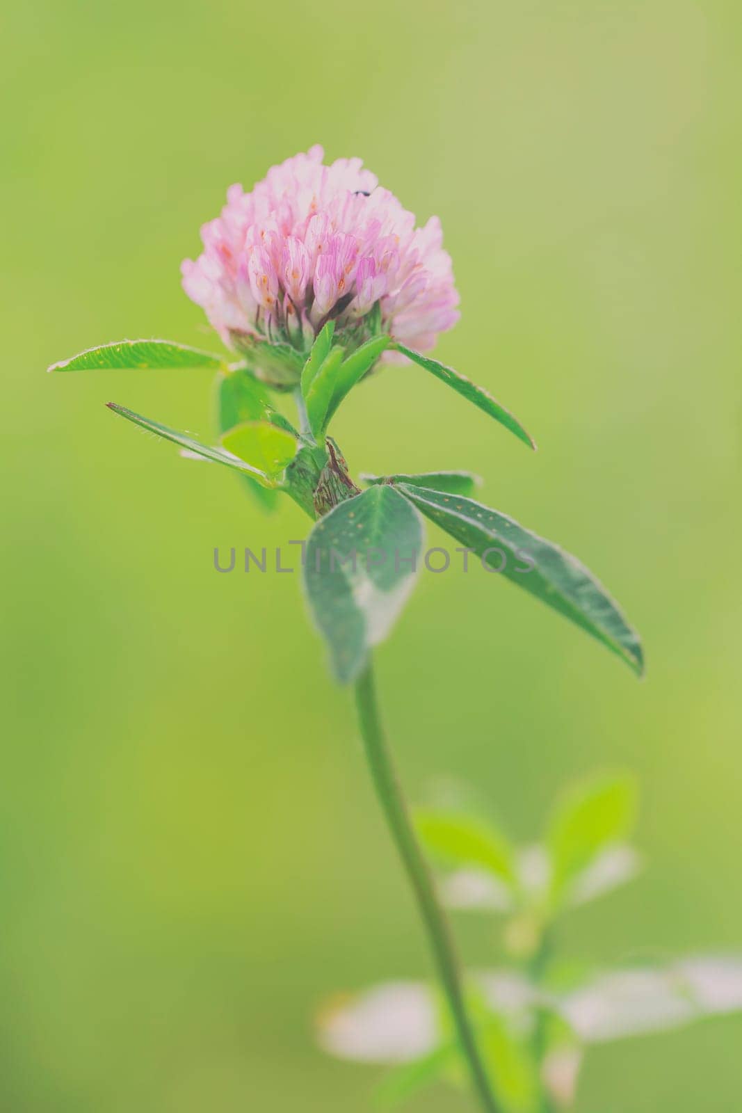 Clover - Trifolium pratense in a macro image