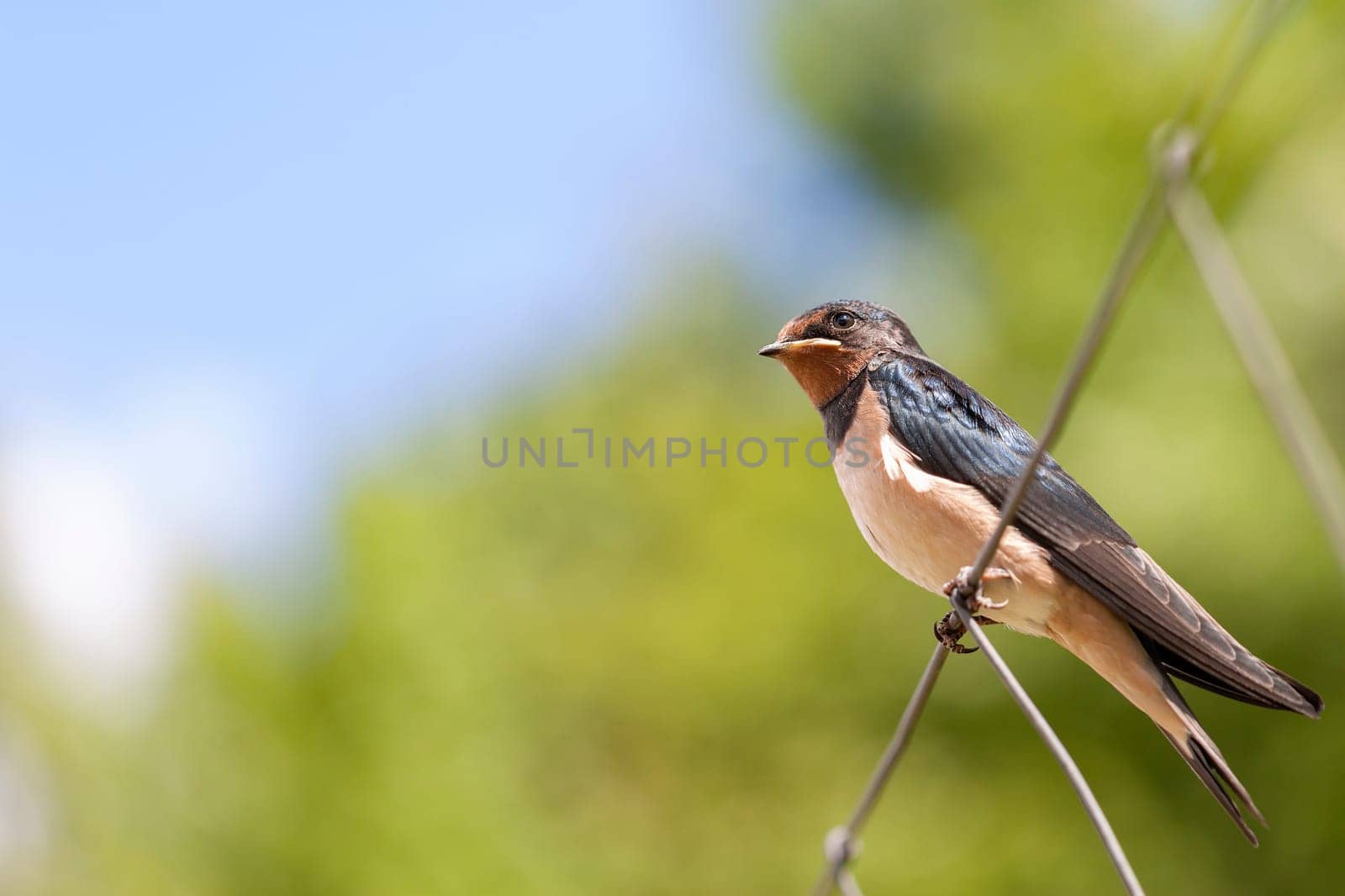Smoky Swallow - Hirundo rustica - Young animal sitting on a fence