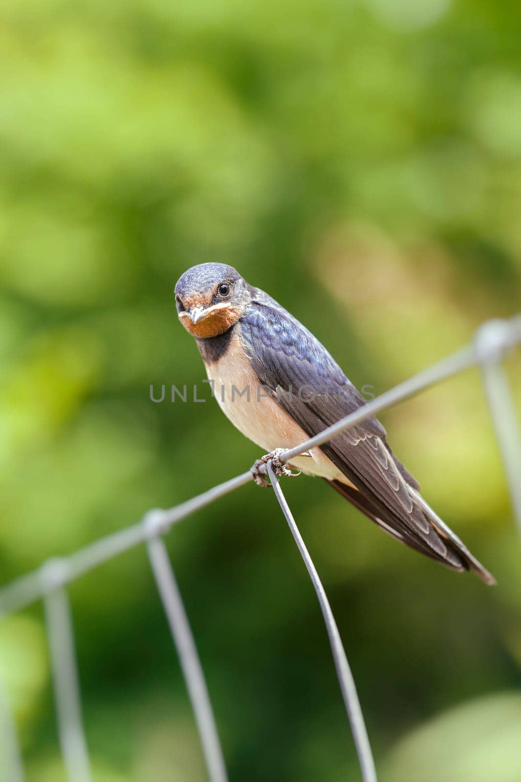 Smoky Swallow - Hirundo rustica - Young animal sitting on a fence - Portrait format