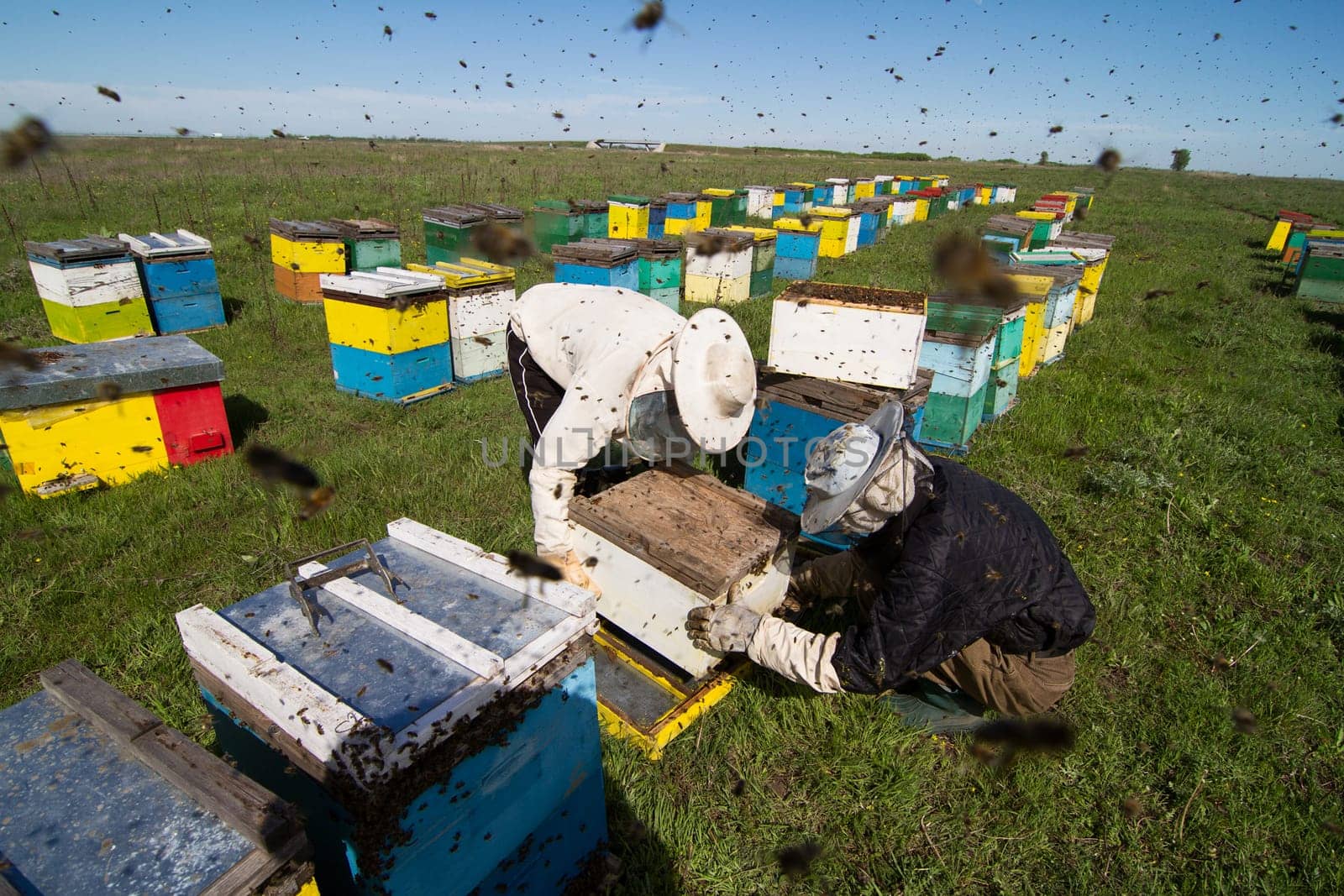 Horizontal photo of beekeepers in white protection working on their bee hives on a green field
