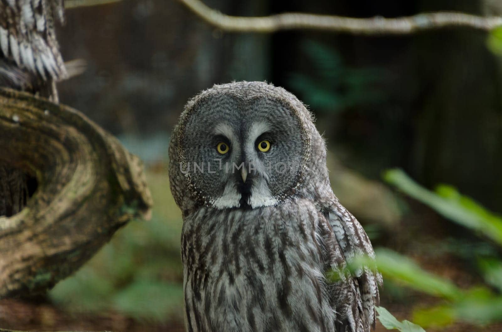 one great grey owl watching at my camera