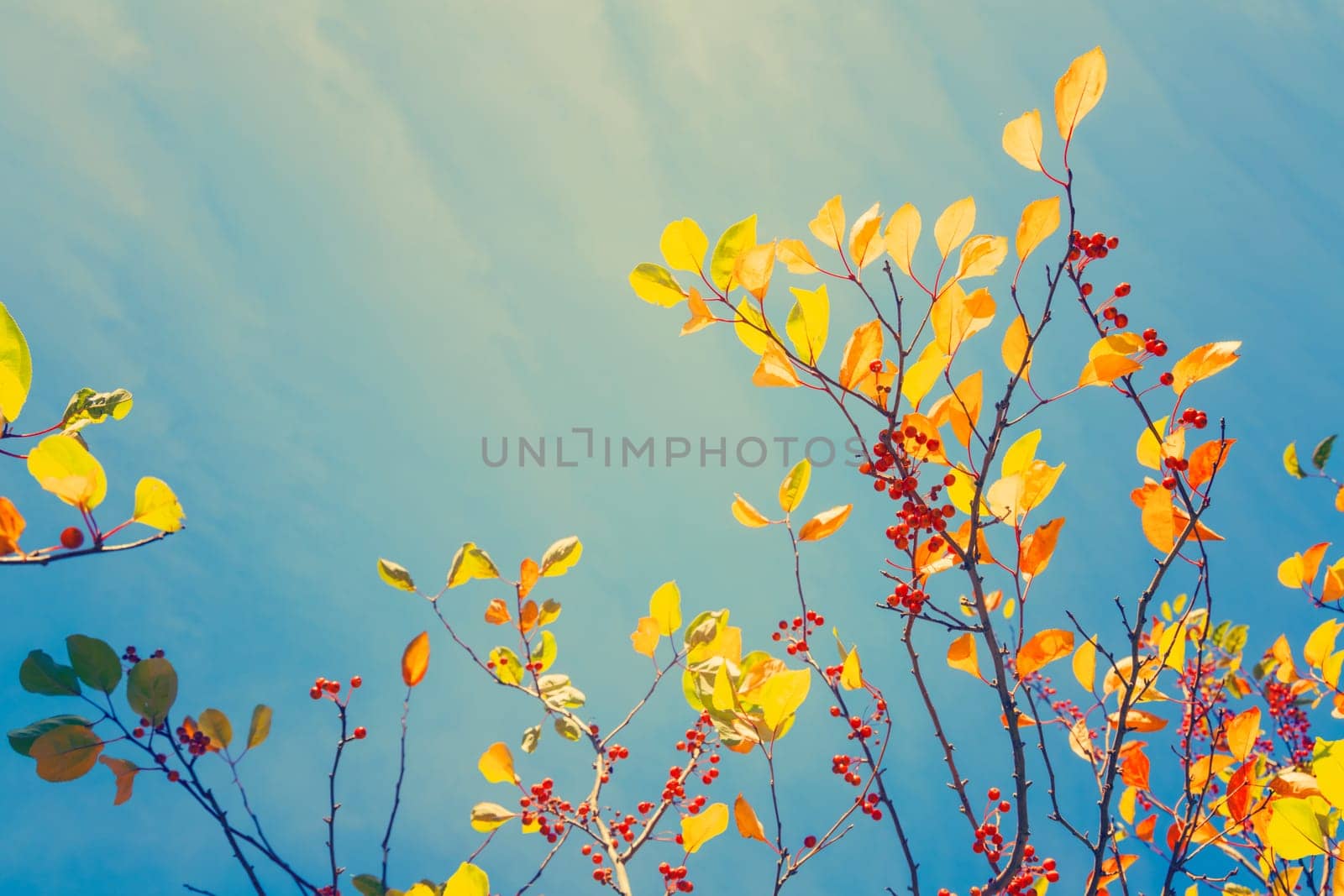 Fall tree leafs against blue sky