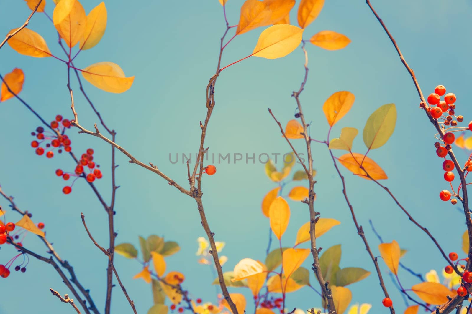 Fall tree leafs against blue sky