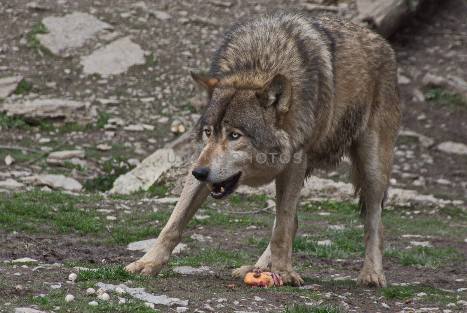 Timberwolf