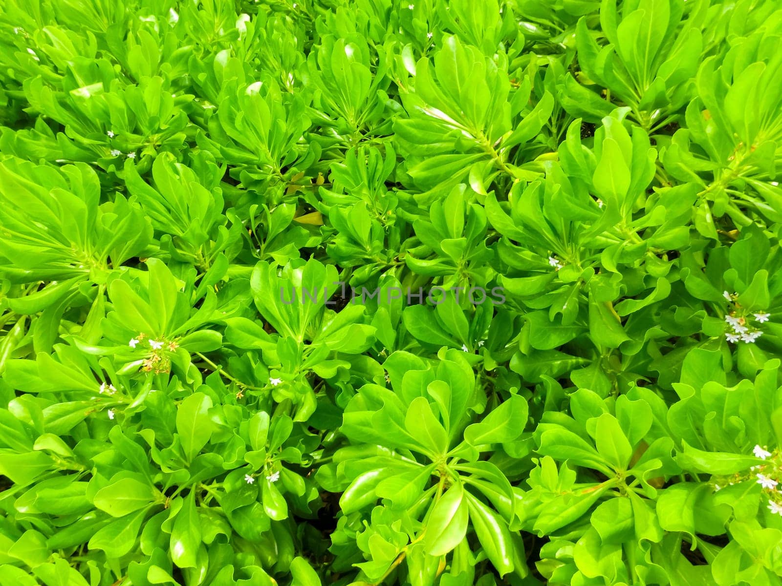 The green plants at Caribbean tropical beach.