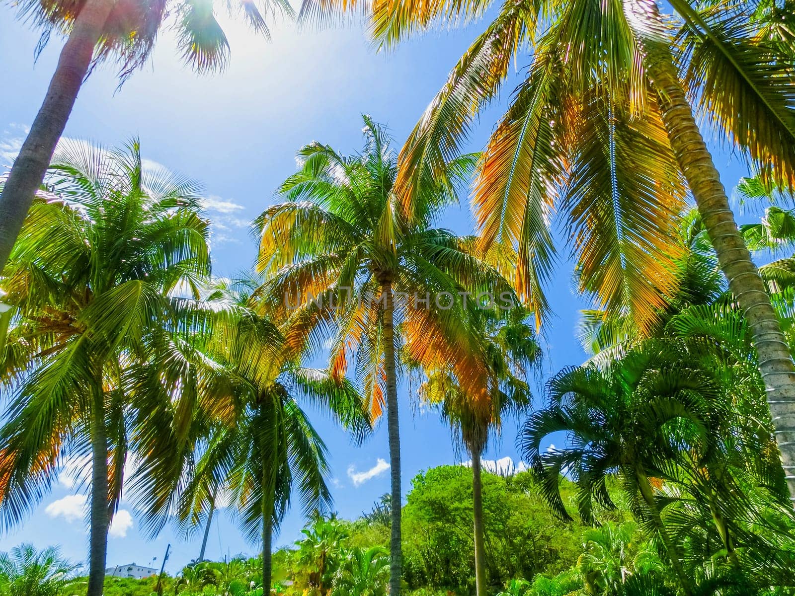 Tropical Background with palms and blue sky.