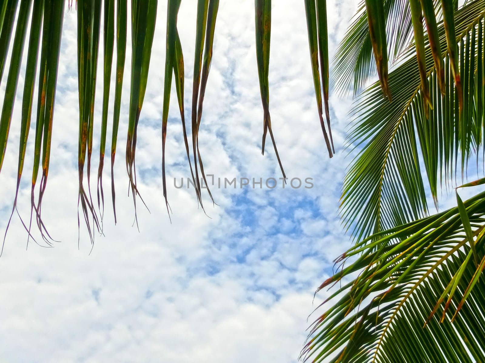 Tropical Background with palms and blue sky.