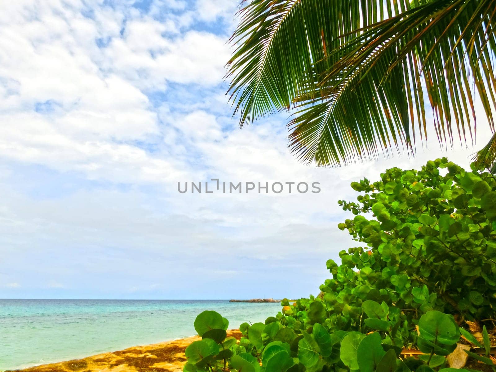The Caribbean tropical beach. View through the branches of a palm tree