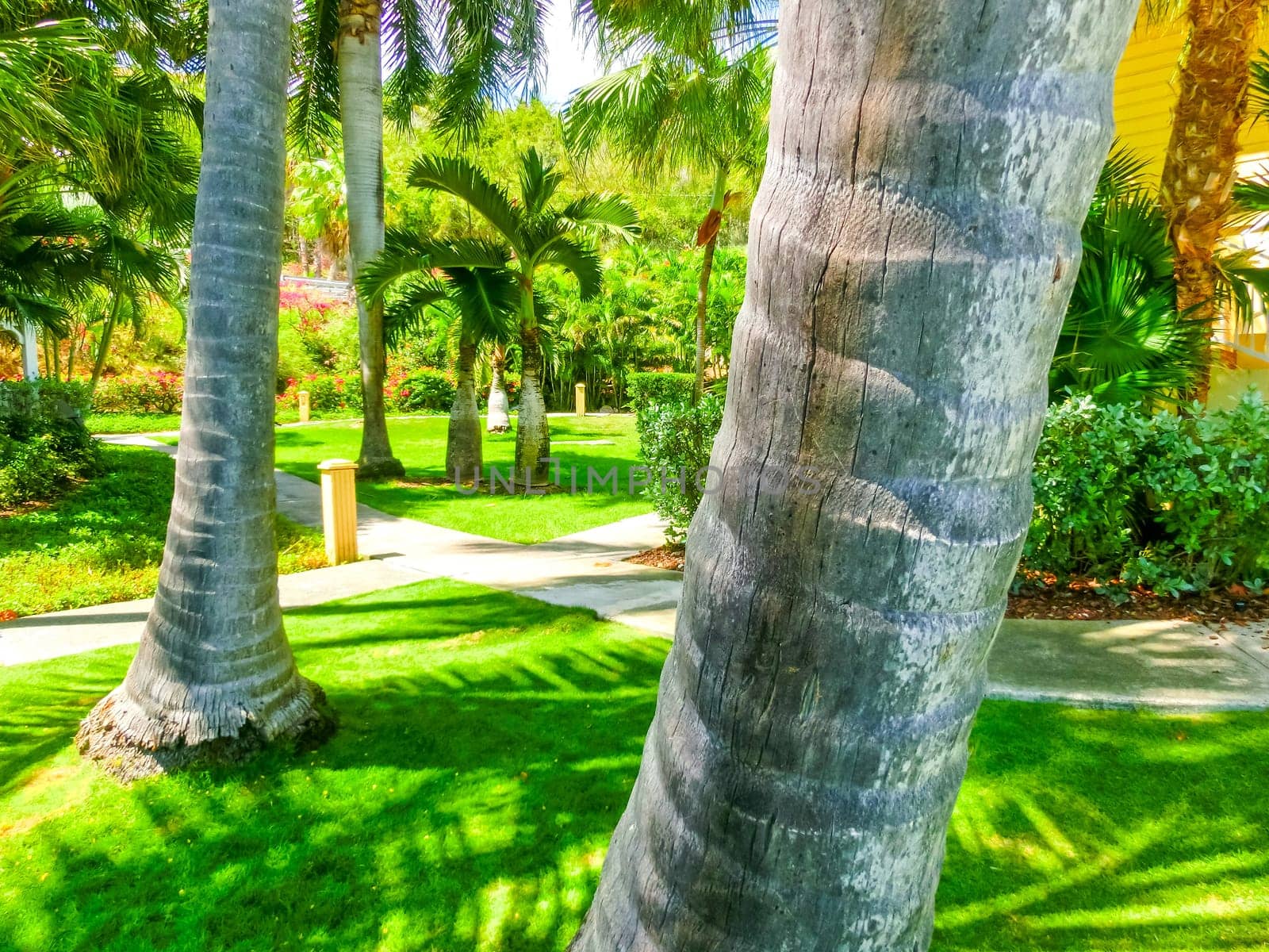 The Caribbean tropical beach. View through the trunks of palm trees