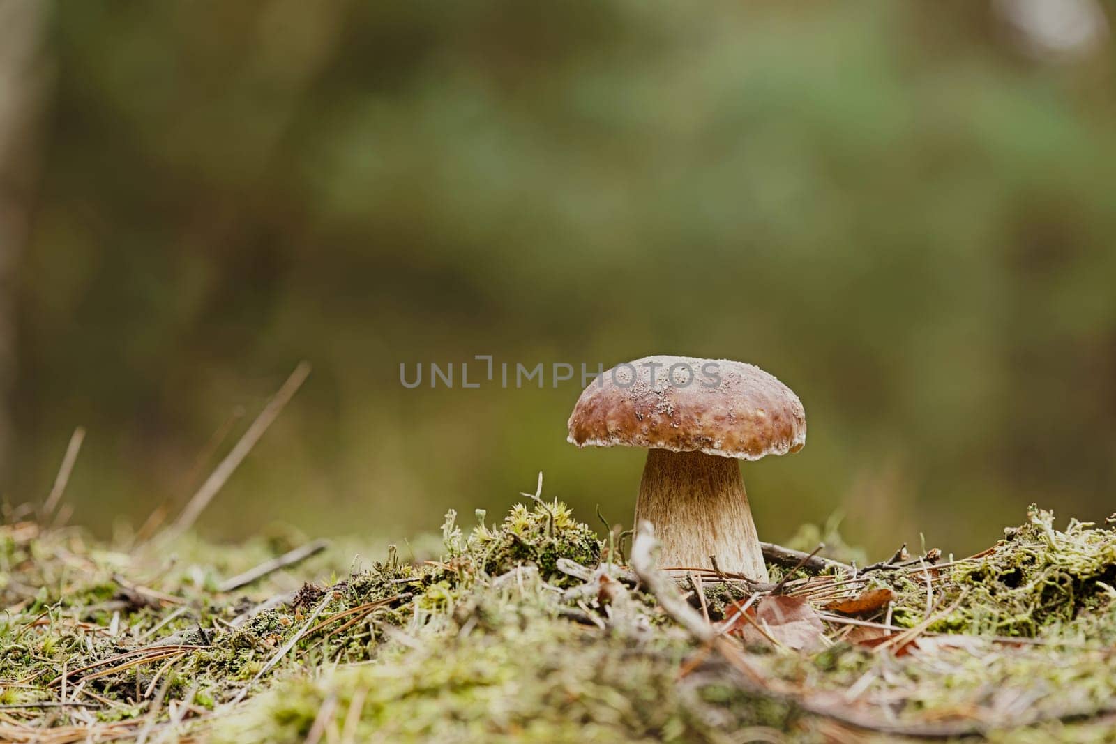 Porcini mushroom in autumn in the forest