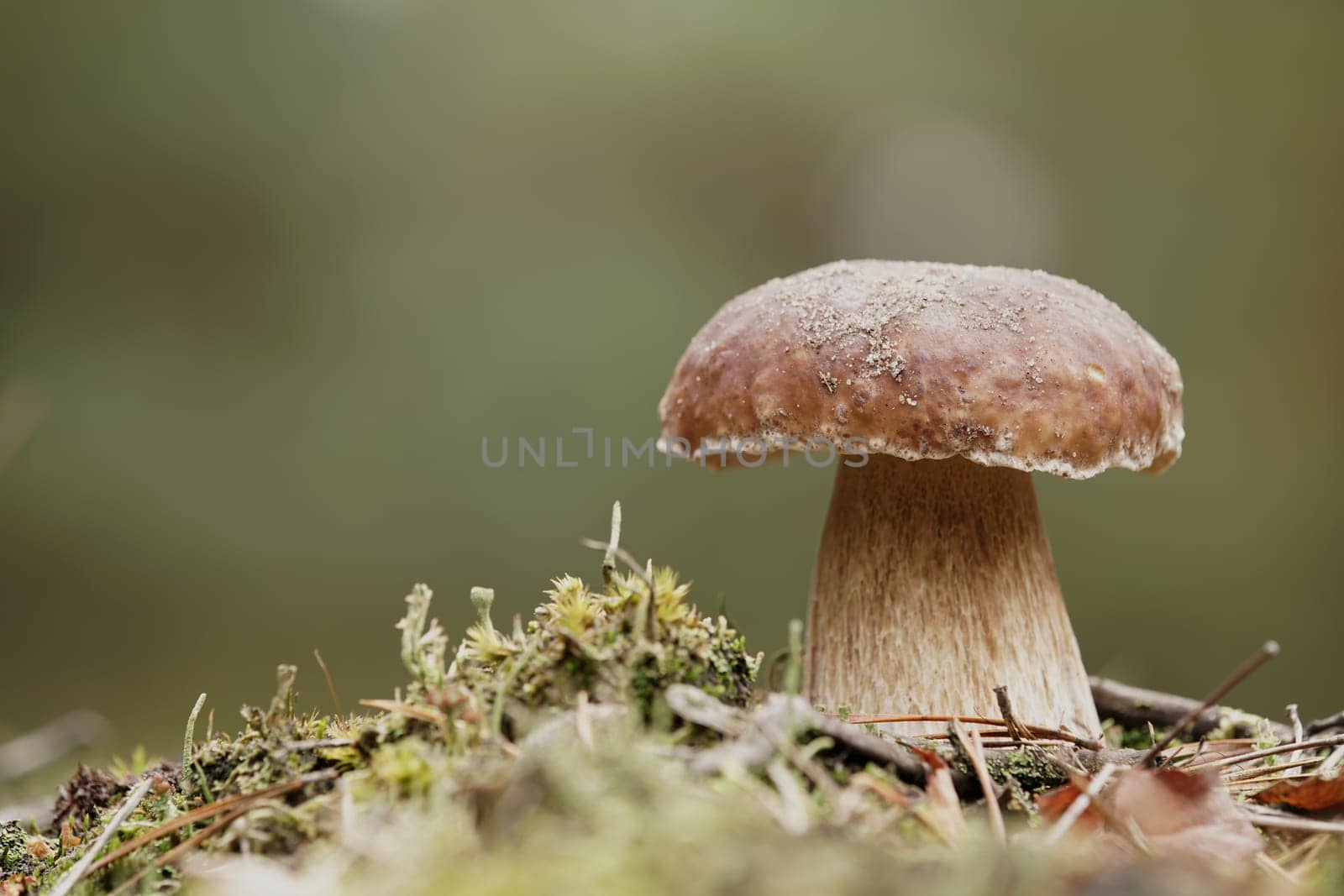 Porcini mushroom in autumn in the forest