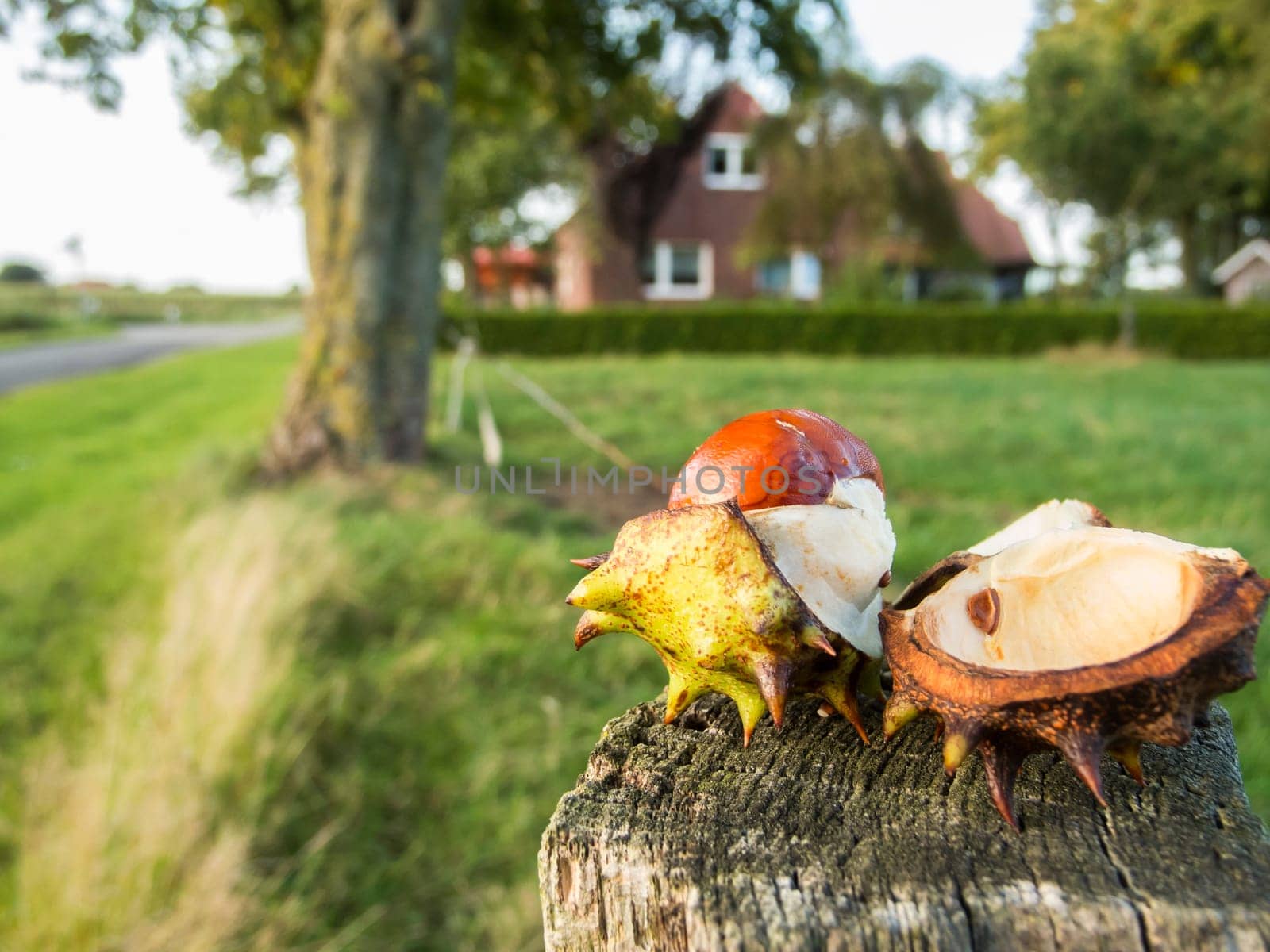 Close-up of an open mature chestnut with shell on a fence post.
