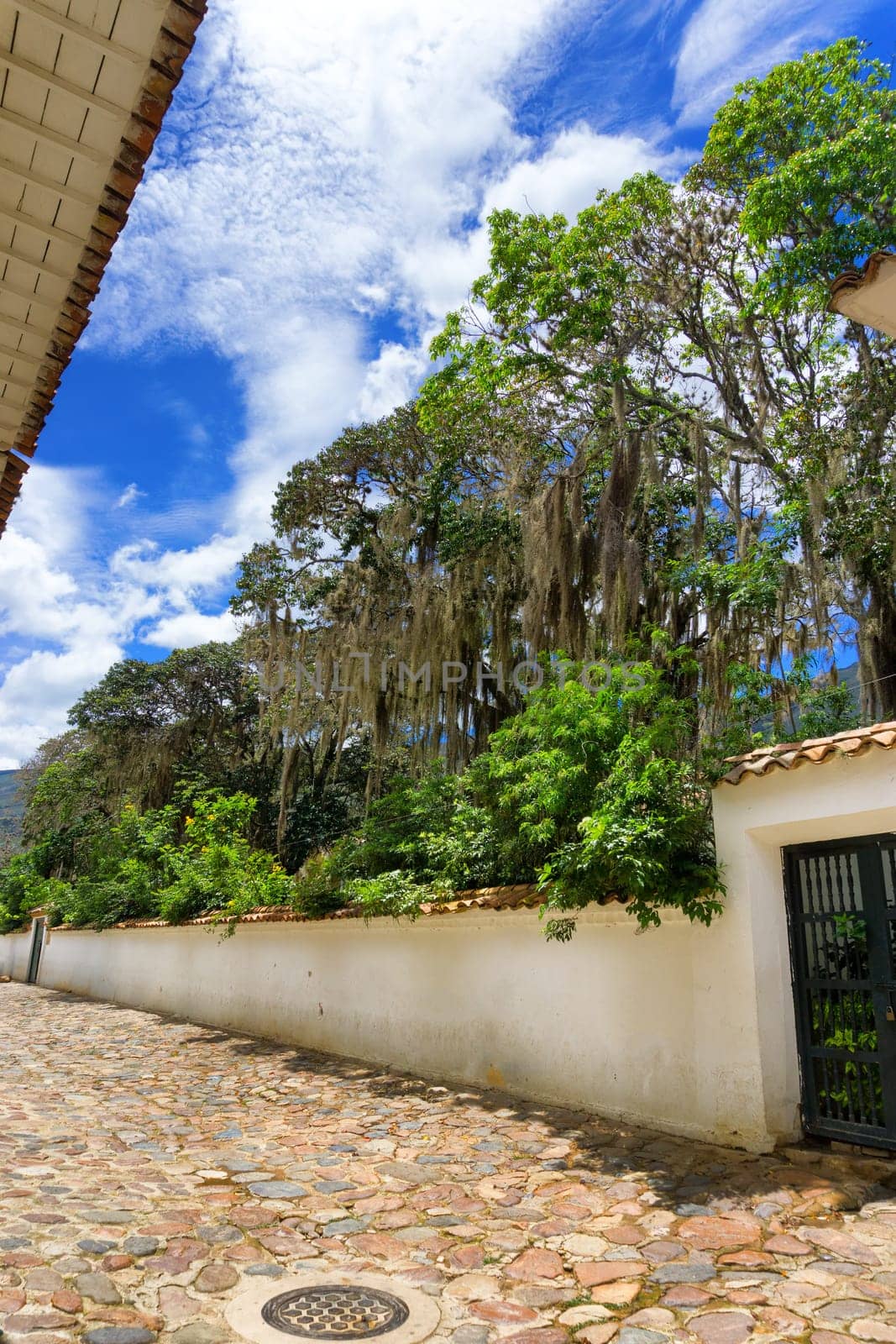 Cobblestone street in Villa de Leyva, Colombia with lush green foliage