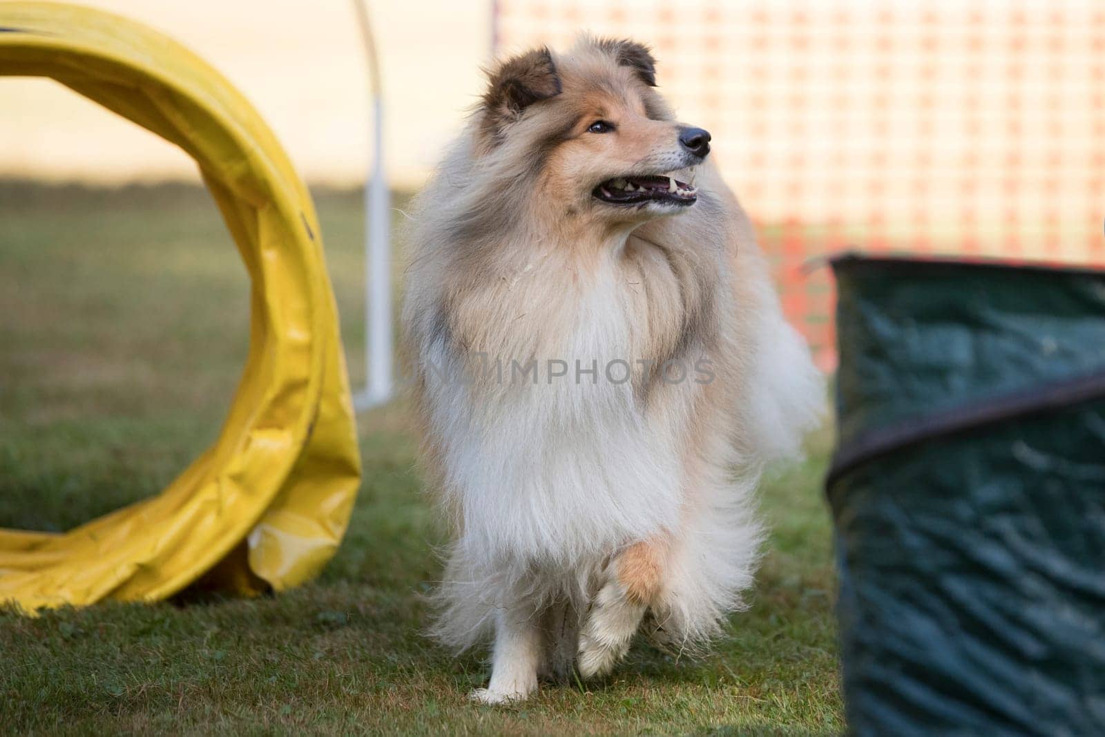 Scottish Collie, training hoopers