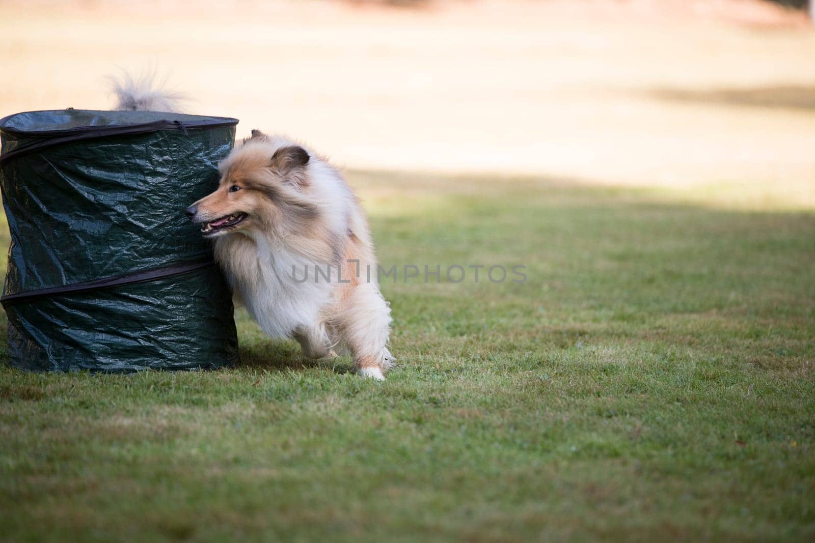 Scottish Collie training hoopers
