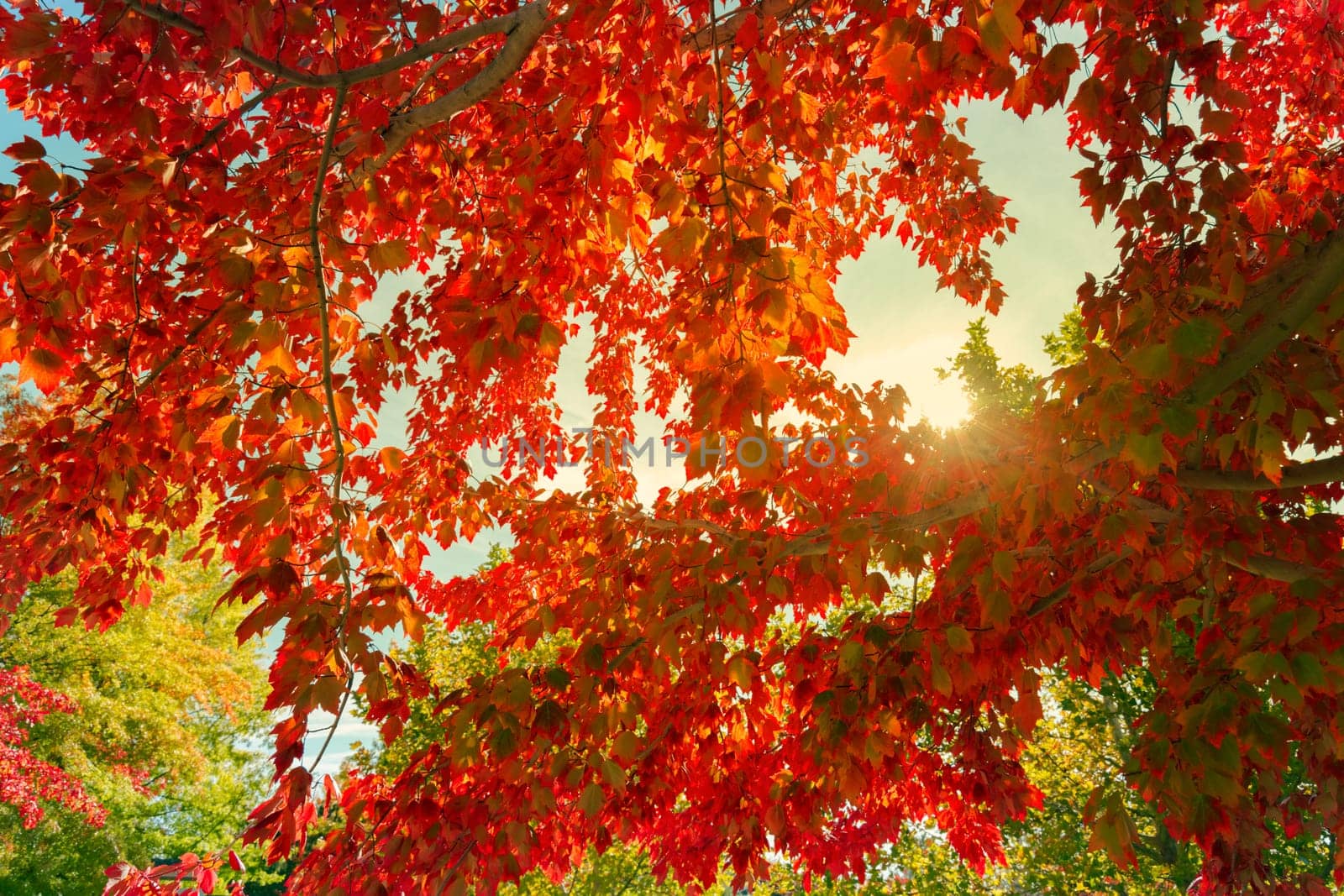 Colorful autumn leaves