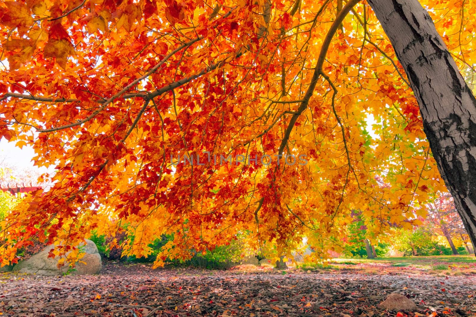 Colorful autumn leaves