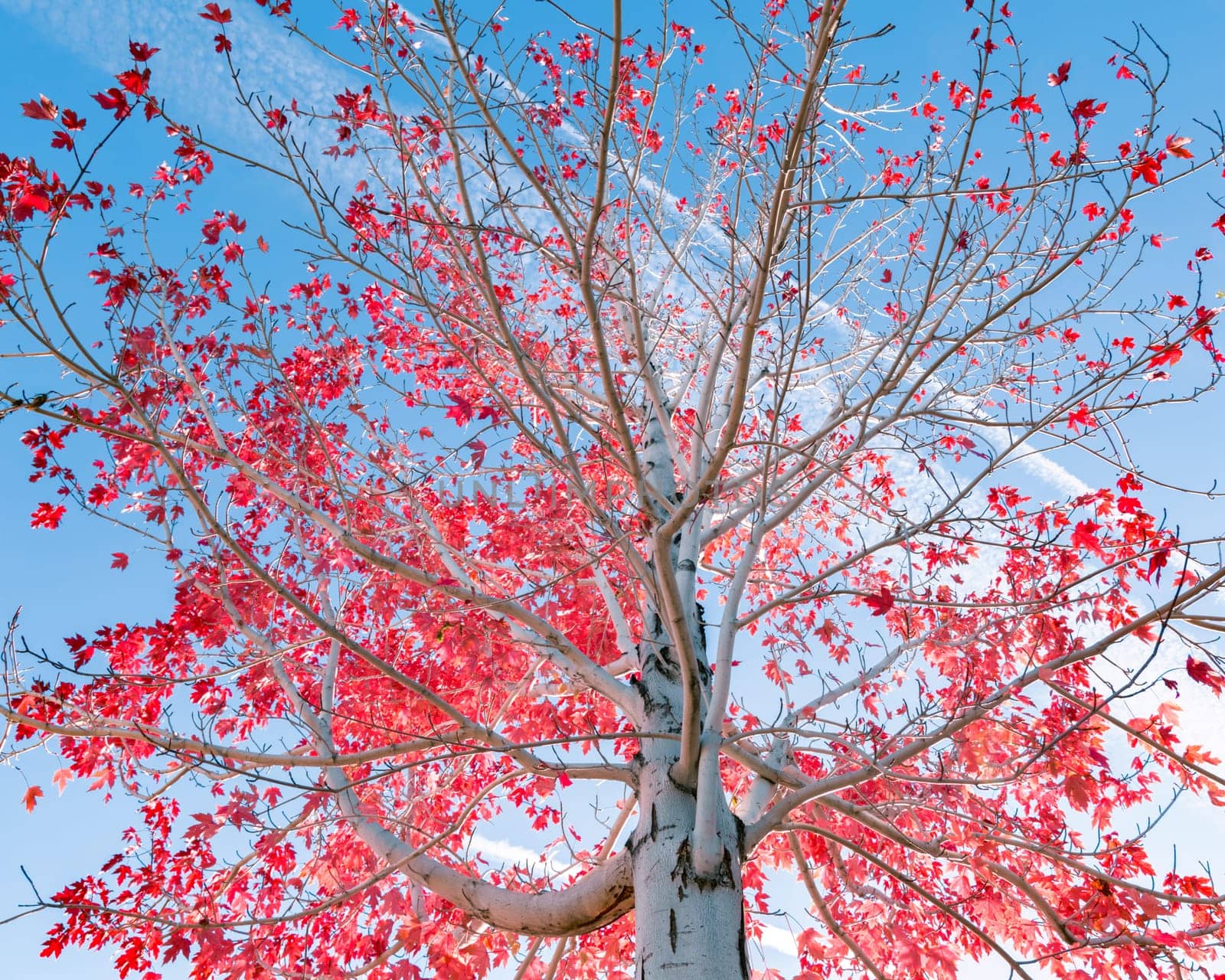 Tree with red leafs over blue sky