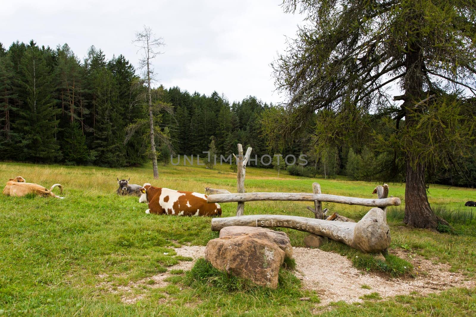 Close up view a grazing cows in Seiser Alm