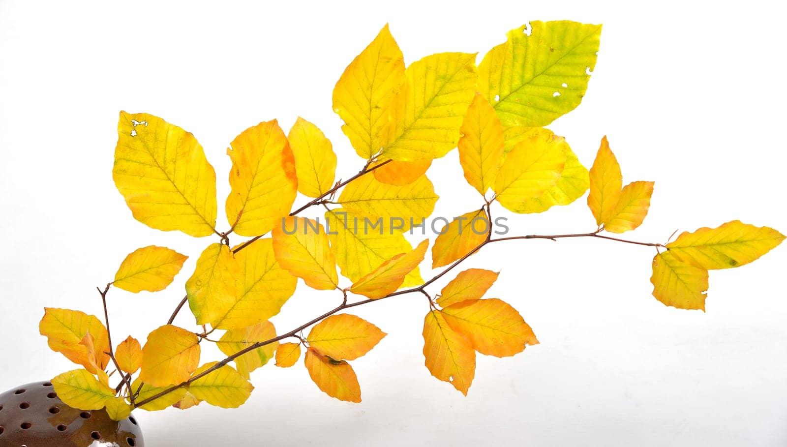 Autumn Colorful Beech Leaves Branch