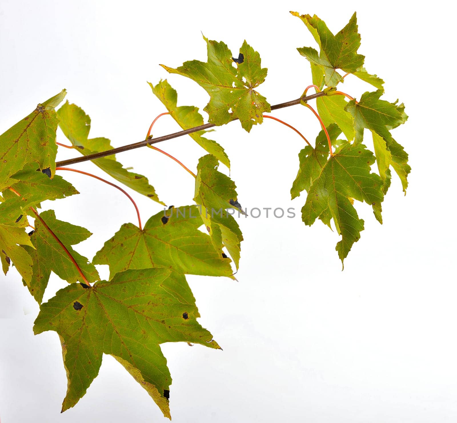 Autumn Colorful Maple Leaves Branch