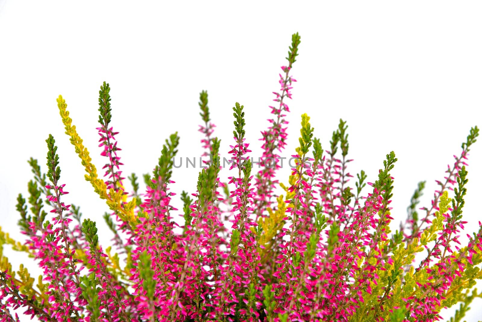 Erica purple heather in autumn as a crony