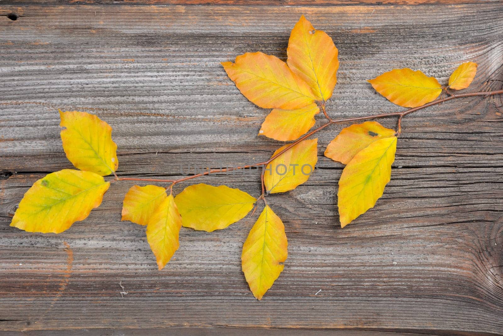 Autumn Colorful Beech Leaves Branch Wooden Background