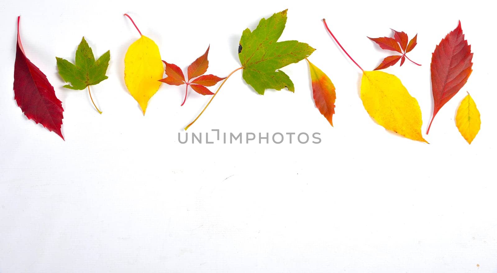 Autumn Colorful Beech Leaves Branch