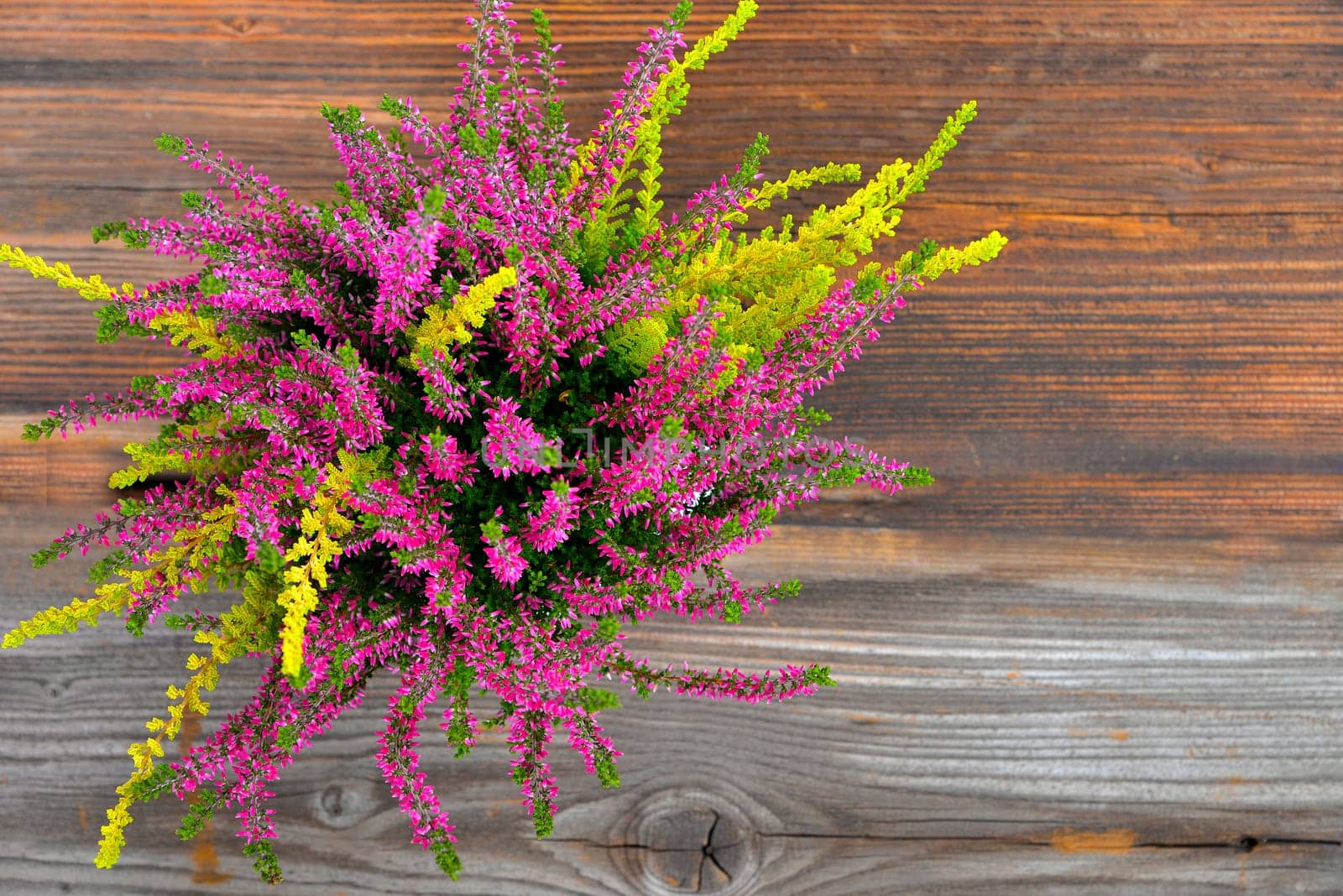 Erica purple heather in autumn as a crony