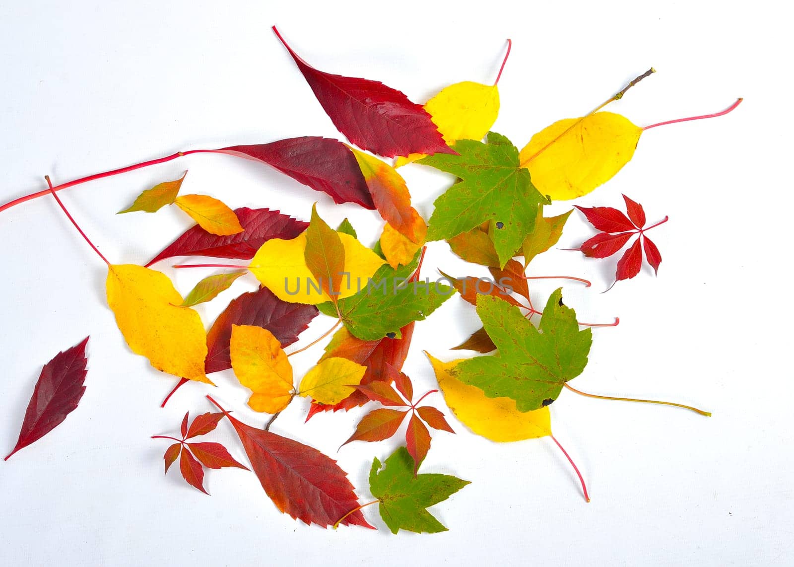 Autumn Colorful Beech Leaves Branch