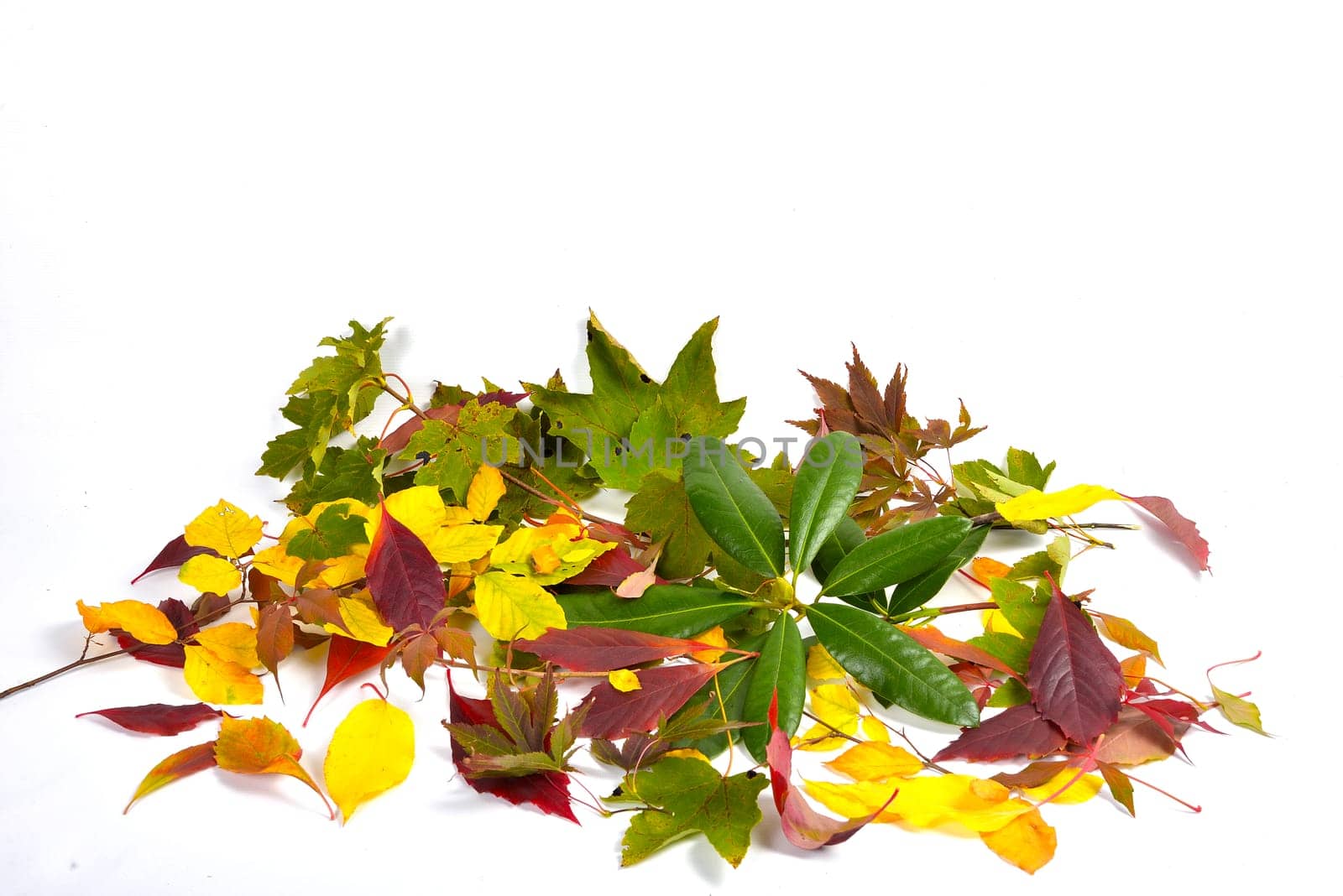 Autumn Colorful Beech Leaves Branch