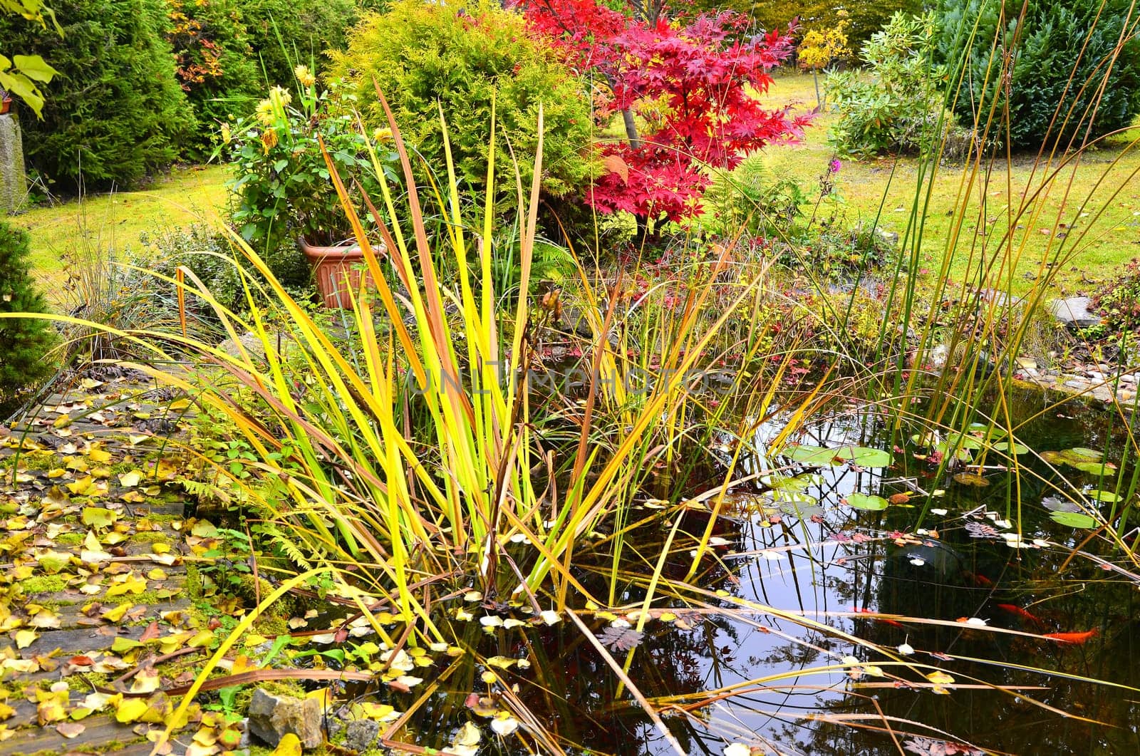 colorful autumn in the garden by a pond with a Buddha