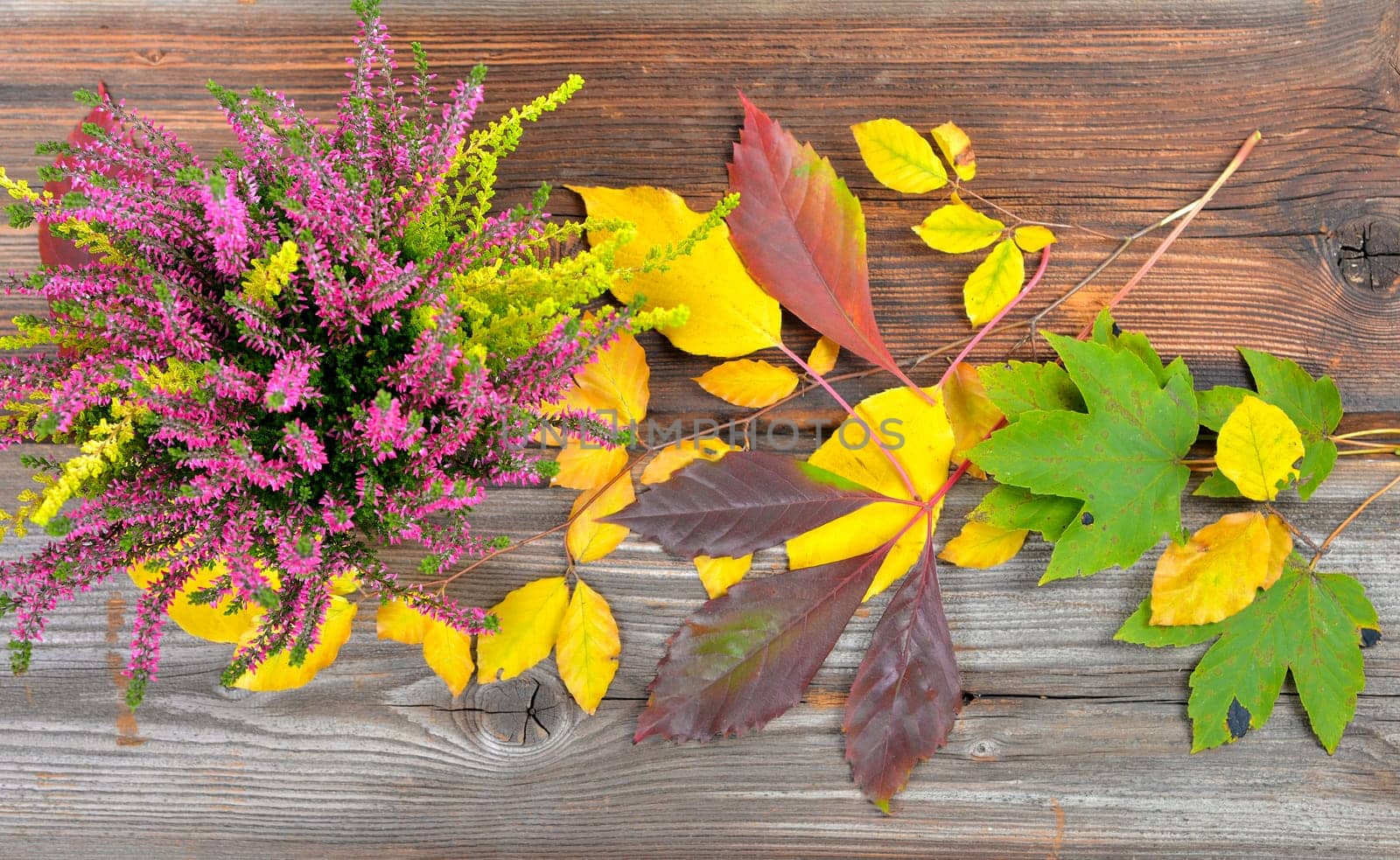 Autumn Colorful Beech Leaves Branch Wooden Background