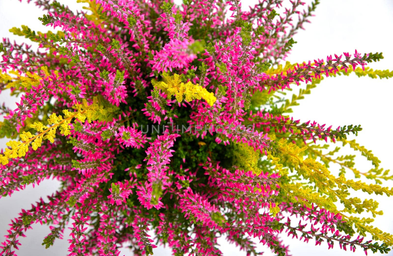 Erica purple heather in autumn as a crony