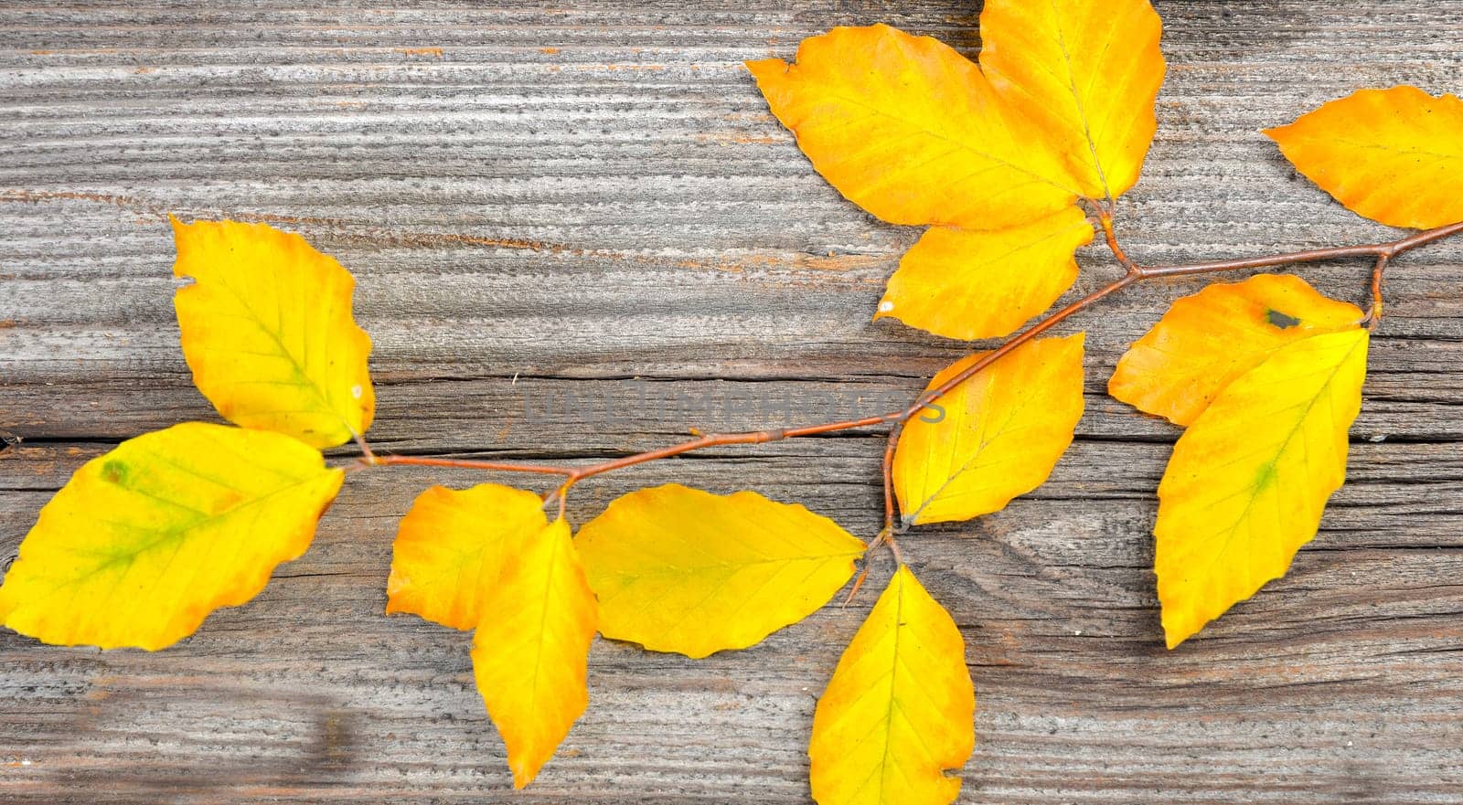 Autumn Colorful Beech Leaves Branch Wooden Background
