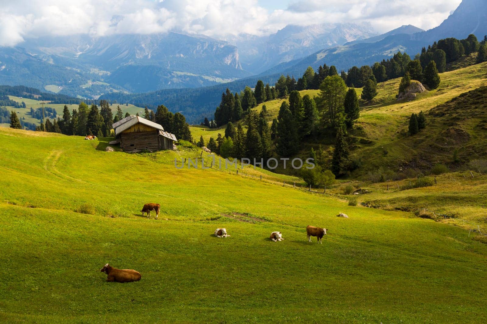 Panoramic view of a green valley with shelter and grazing cows