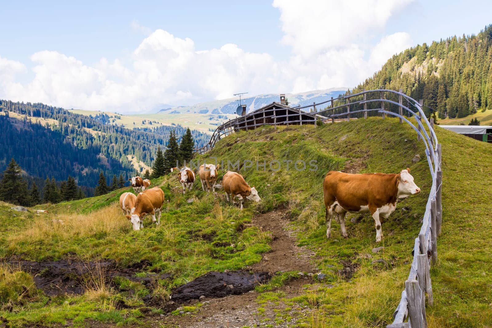 Mountain landscape with wooden fence, shelter and grazing cows