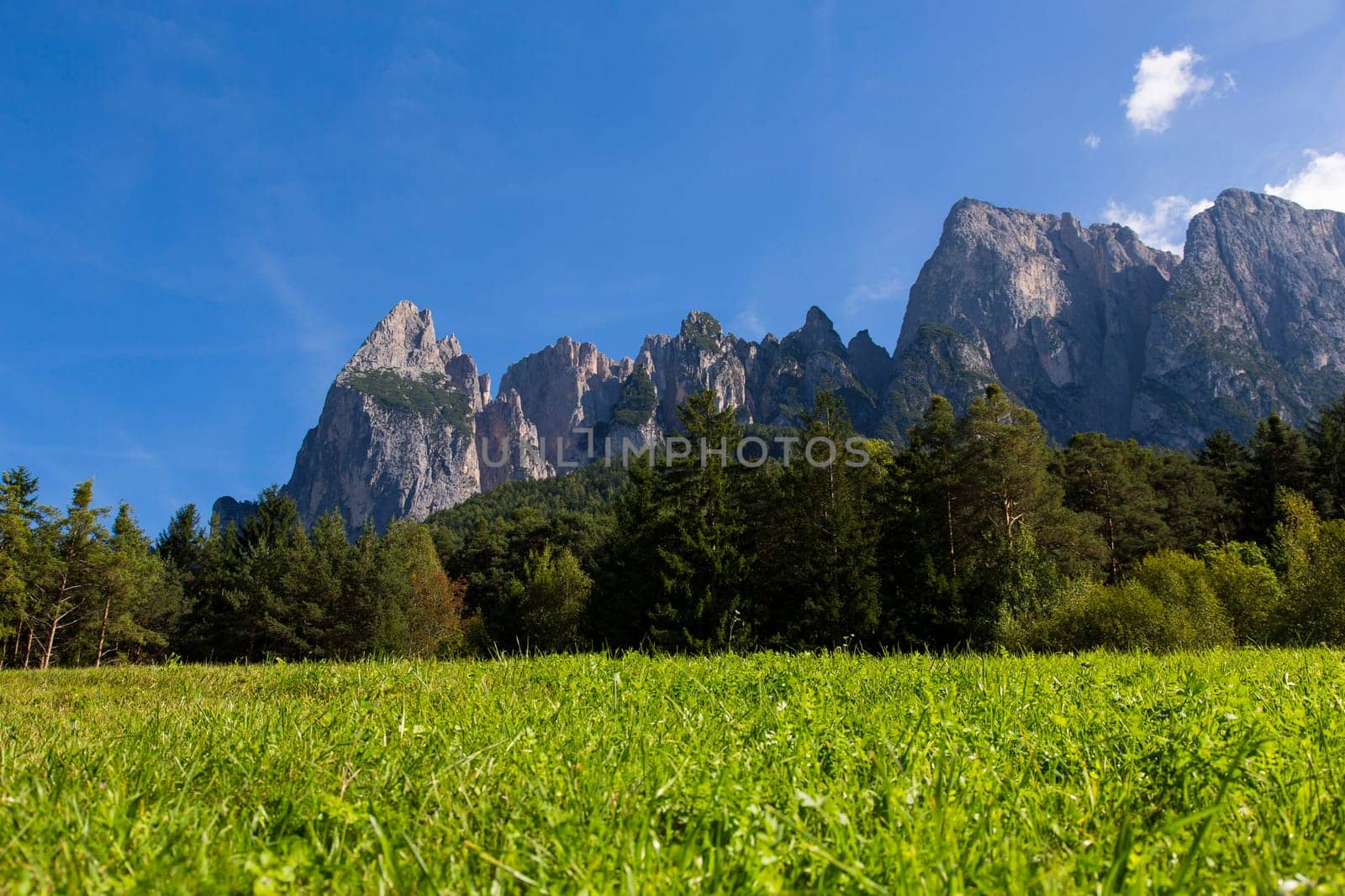 Close up view of a green meadow with forest and mountains of Seiser Alm in the background